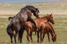 The Complex Dynamics of Alpha Males and Female Mating Behavior in the Wild and How it Relates to Humans